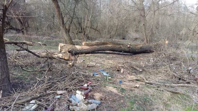 A Tisza partján lévő szemétnél már csak az szomorúbb, hogy erősen működik az illegális fakivágás is…